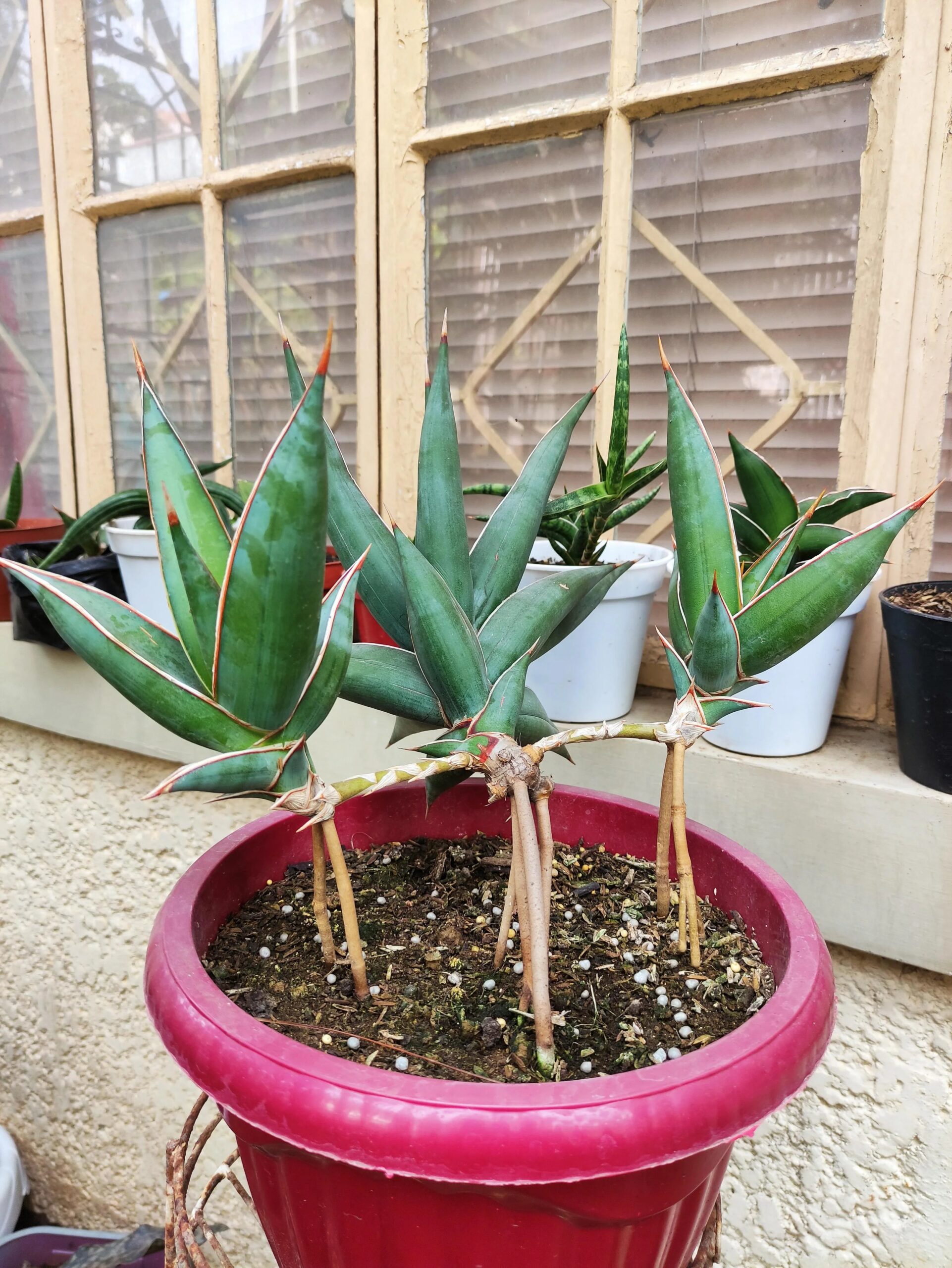 Variegated succulent plant with red-edged leaves in a red pot near a window