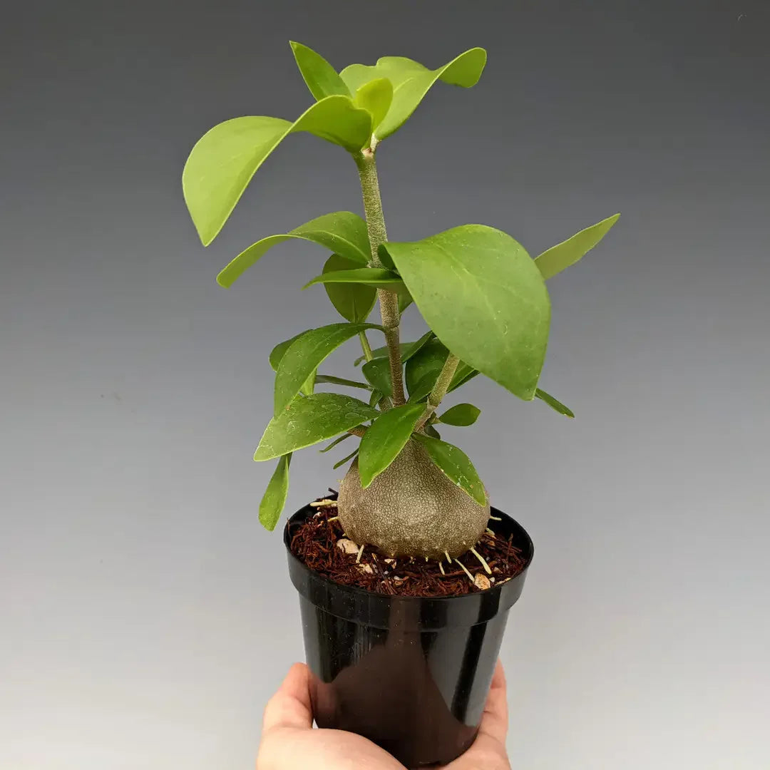 Rare succulent plant with bulbous base and vibrant green leaves in black pot