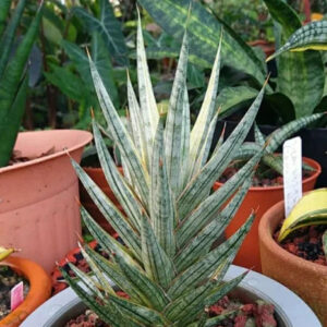 Variegated succulent plant with striped green and white leaves in a pot, surrounded by other exotic plants.