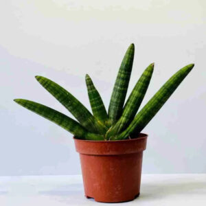 Variegated succulent plant in terracotta pot, ideal for collectors and indoor gardens
