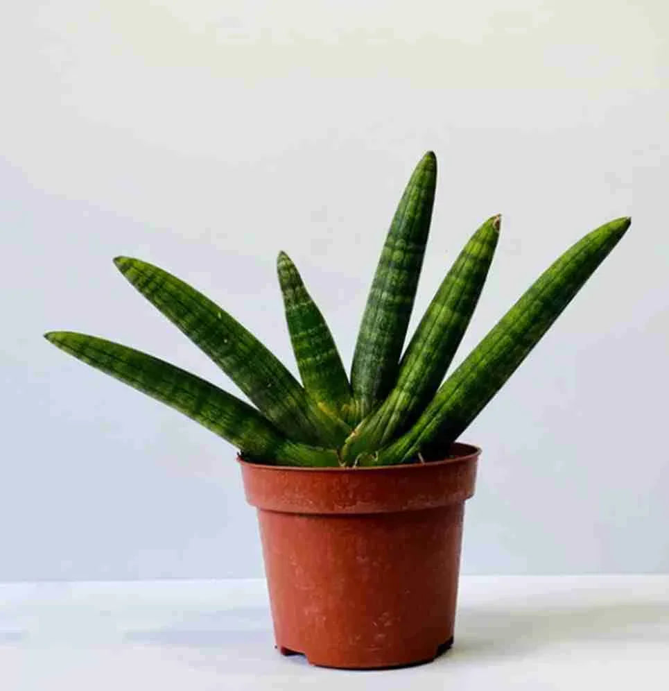 Variegated succulent plant in terracotta pot, ideal for collectors and indoor gardens