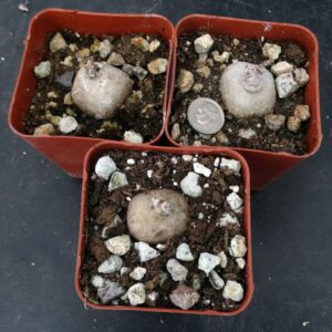 Rare succulent bulbs in pots with soil and pebbles, coin for scale
