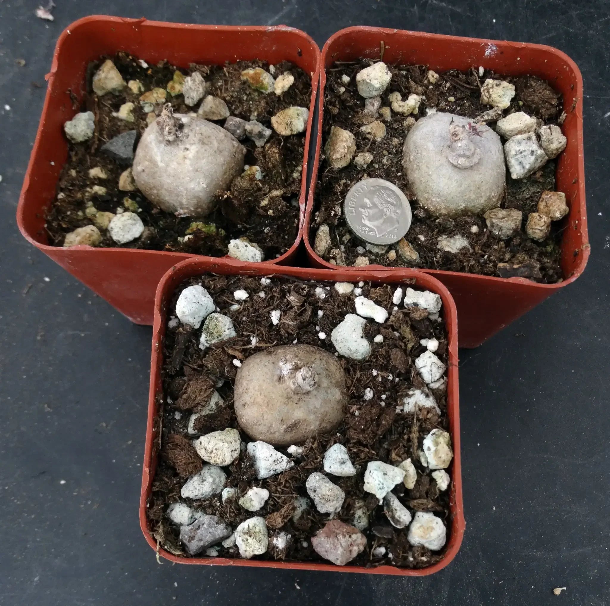 Rare succulent bulbs in pots with soil and pebbles, coin for scale