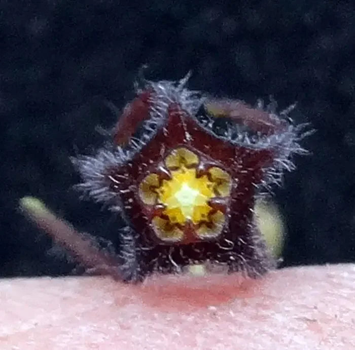 Close-up of a rare succulent flower with fuzzy red petals and vibrant yellow center