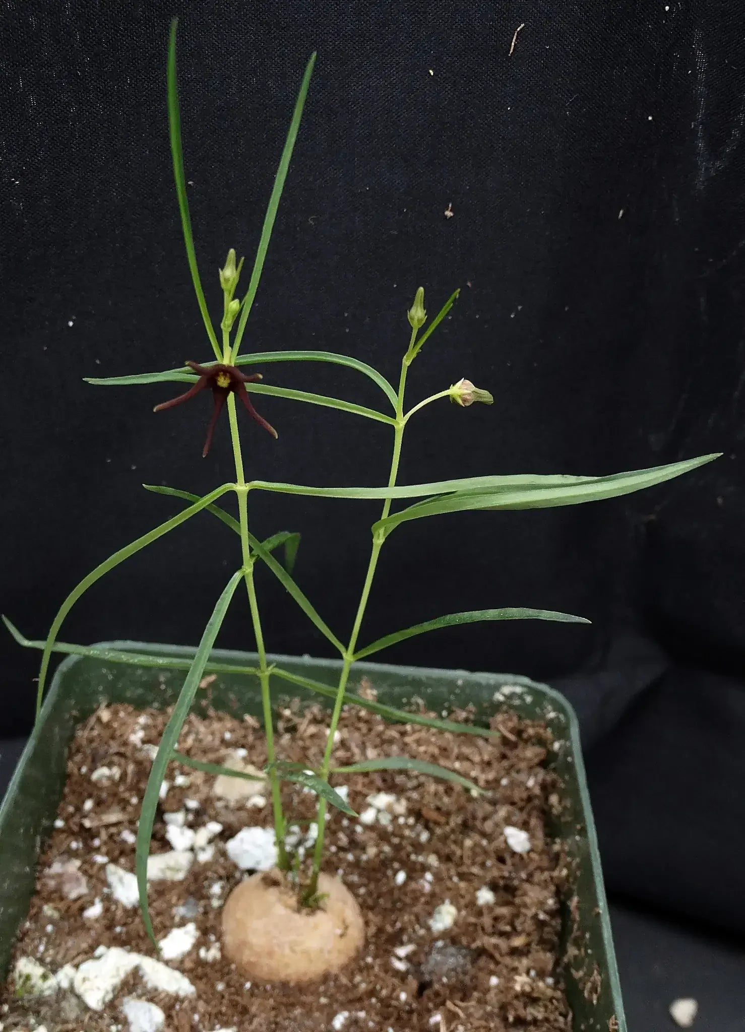Rare succulent plant with slender green leaves and dark star-shaped flower in pot