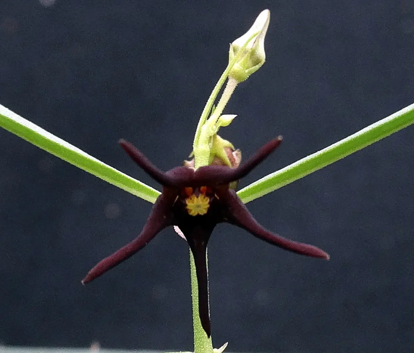Dark exotic flower with star-shaped petals and yellow center, ideal for collector plants
