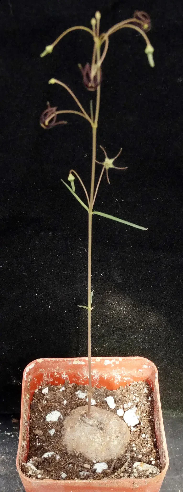 Rare succulent plant with slender stem and unique flowers in terracotta pot