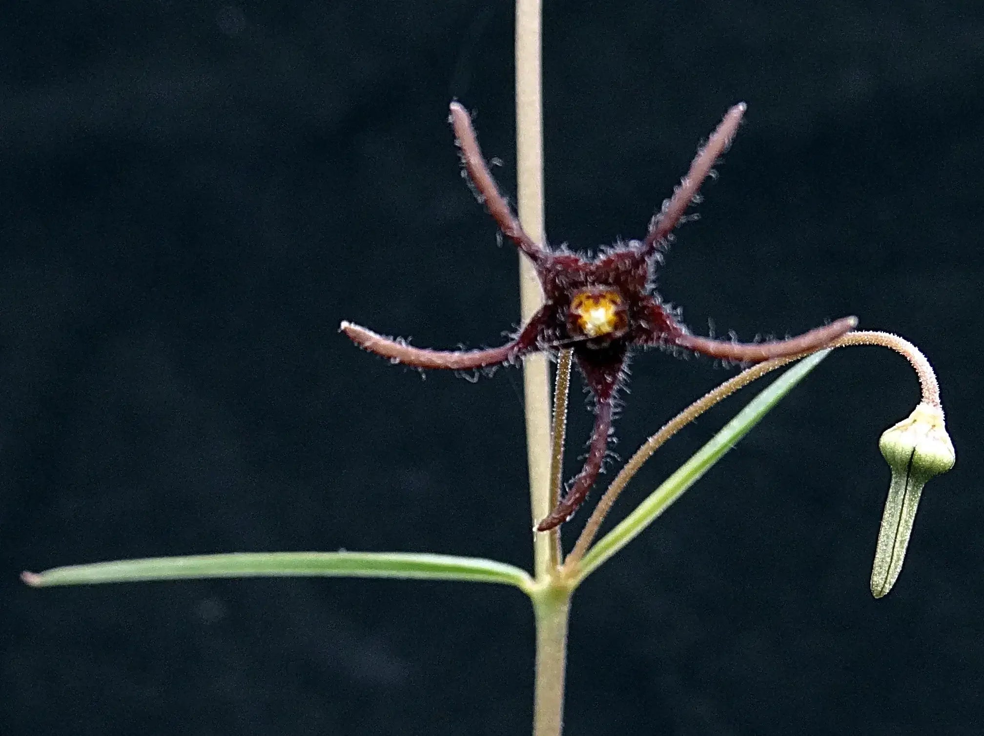 Exotic dark red star-shaped flower with fuzzy petals and green leaves against black background