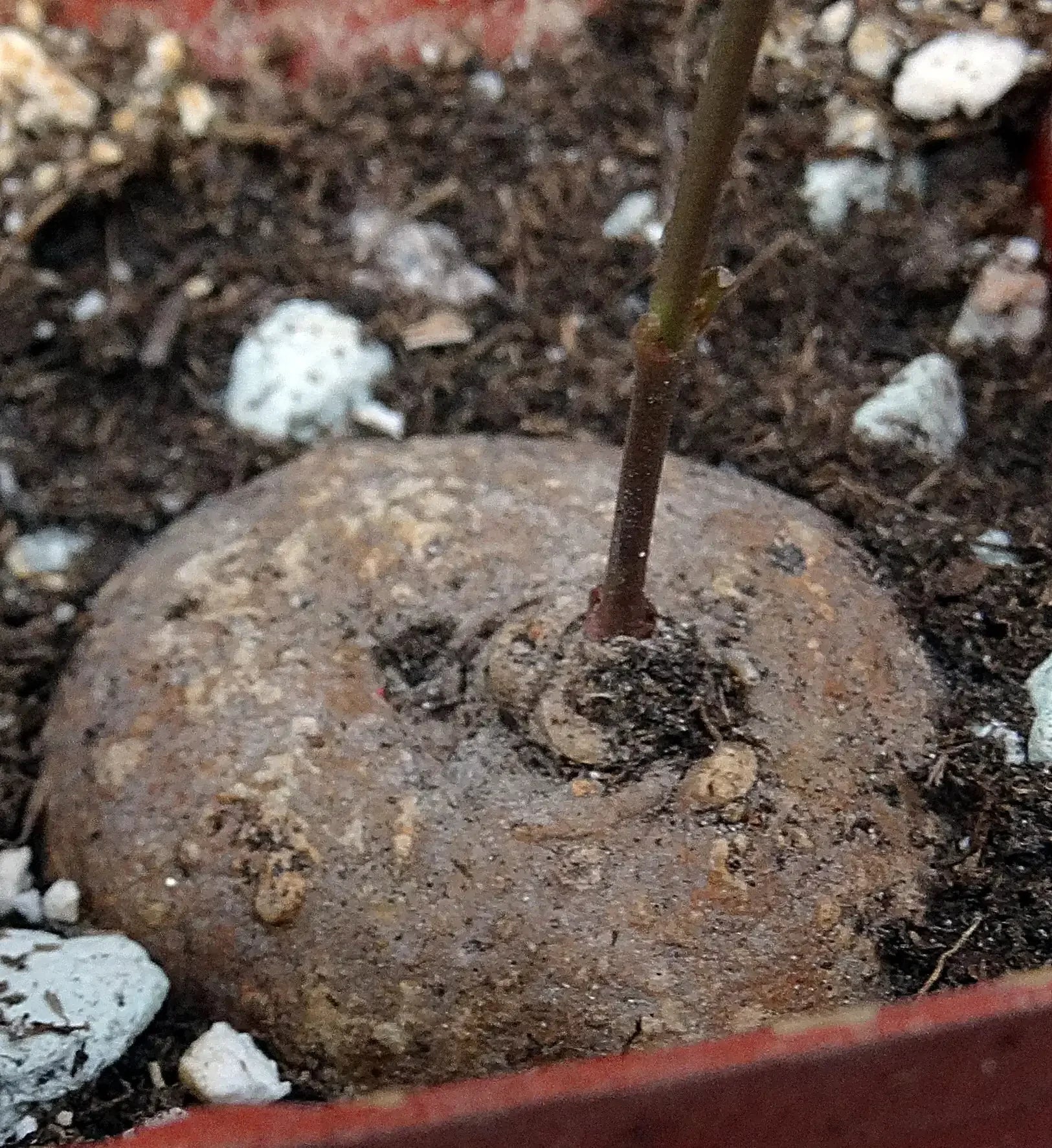 Rare caudex succulent with thick stem base, ideal for collector plants and exotic garden displays