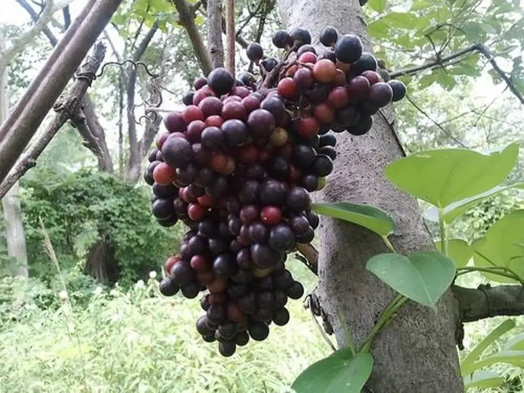 Cluster of dark purple and red berries hanging from a tree branch in a lush green garden.