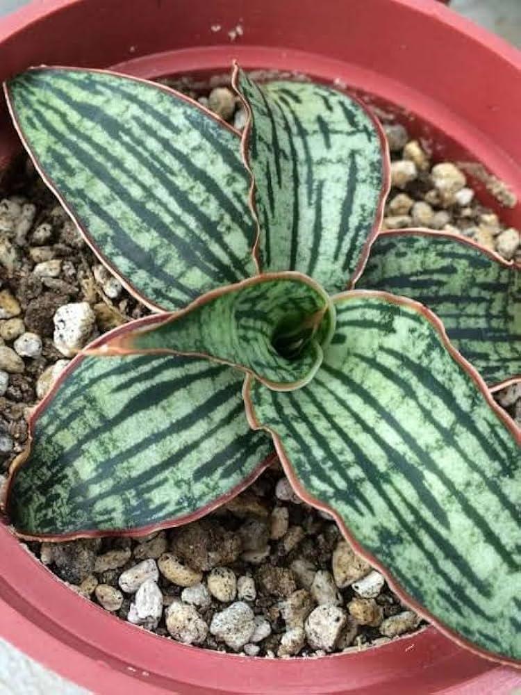 Variegated succulent with striped green leaves in red pot, ideal for collectors