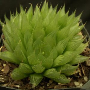Variegated succulent plant with spiky green leaves in a pot, ideal for collectors