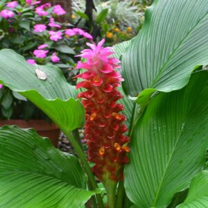 Vibrant pink and red tropical flower with lush green leaves in a garden setting