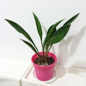 Green succulent plant in pink pot with pebbles, ideal for indoor collectors