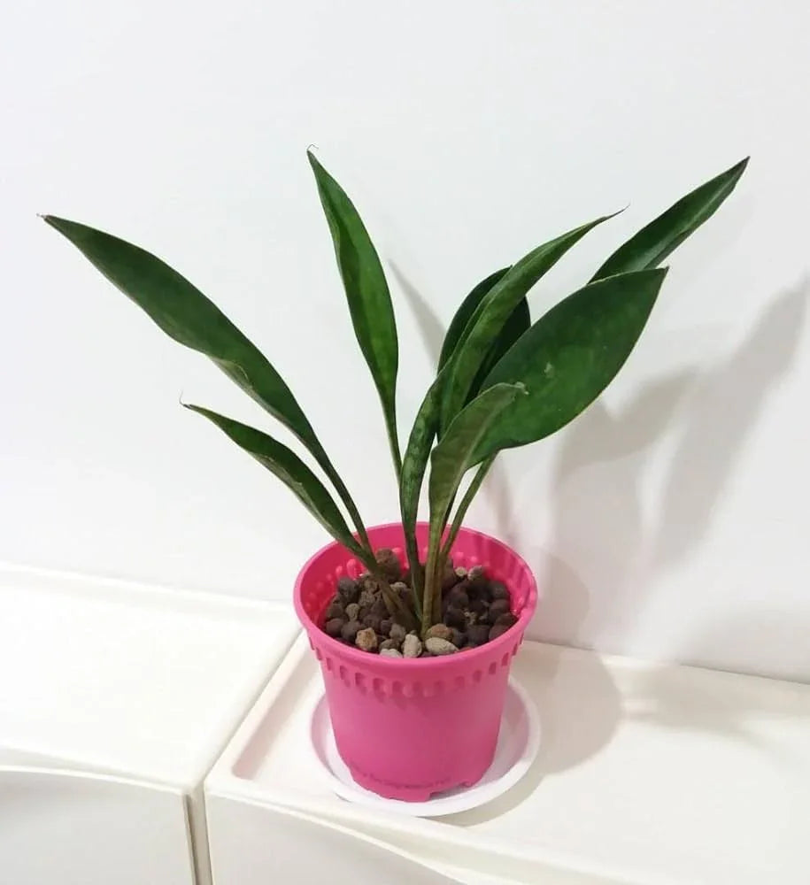 Green succulent plant in pink pot with pebbles, ideal for indoor collectors