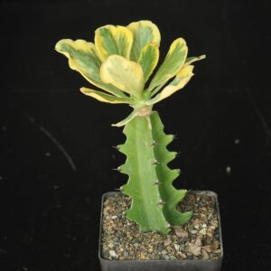 Variegated succulent with yellow-green leaves and spiky stem in a pot