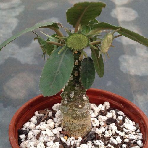 Variegated succulent plant with spiky green leaves in terracotta pot, ideal for collectors