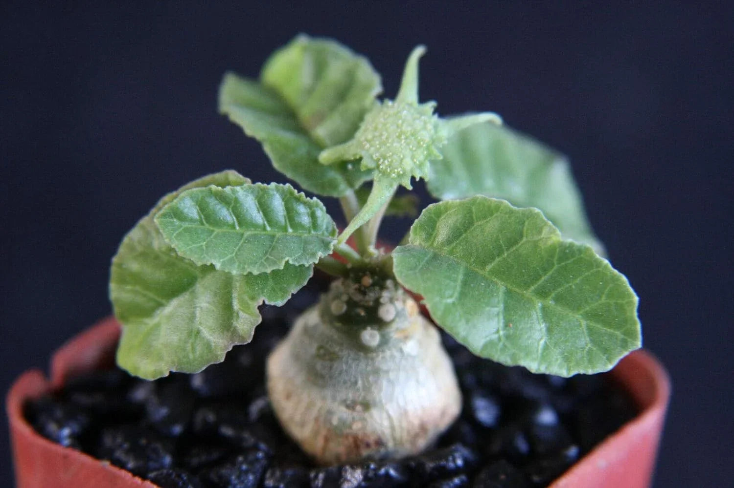 Rare succulent plant with textured leaves and bulbous base in terracotta pot