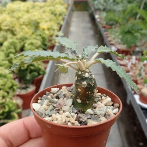 Rare succulent plant with variegated leaves in terracotta pot, ideal for collectors