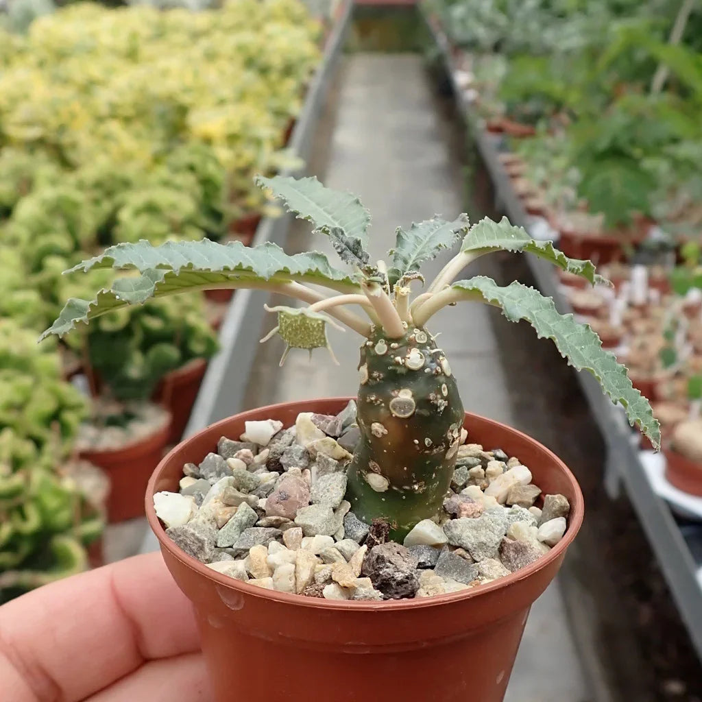 Rare succulent plant with variegated leaves in terracotta pot, ideal for collectors