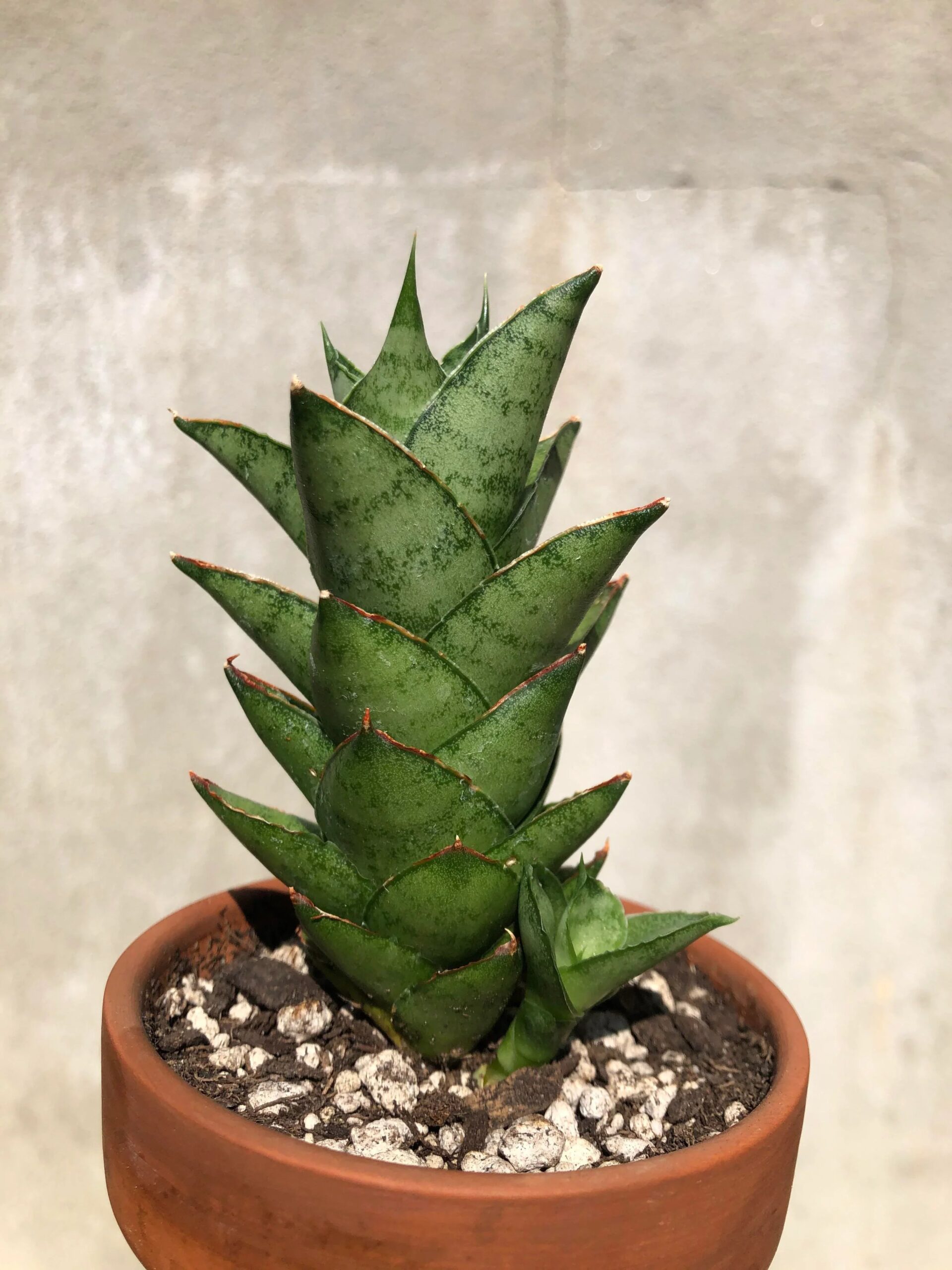 Variegated succulent plant in terracotta pot with textured green leaves and red edges