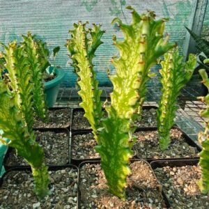 Variegated succulent plants in nursery pots, ideal for collectors and exotic plant enthusiasts.