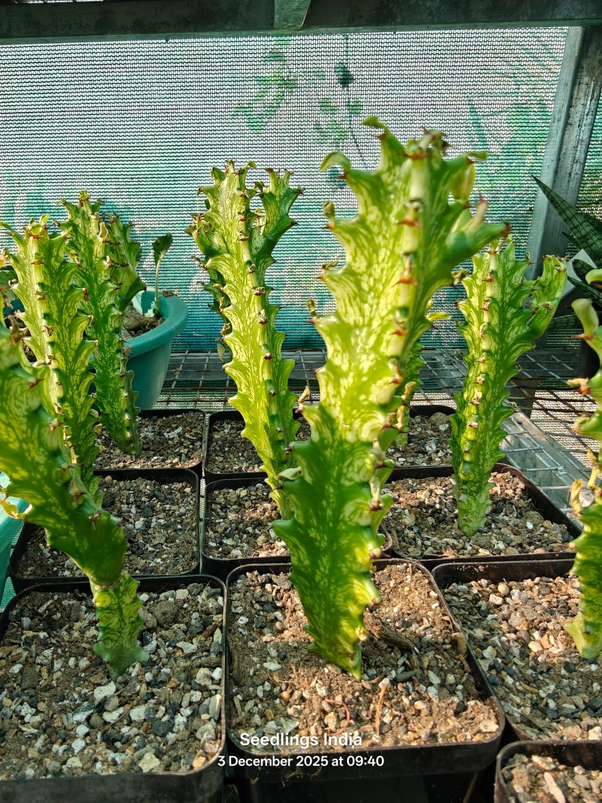 Variegated succulent plants in nursery pots, ideal for collectors and exotic plant enthusiasts.