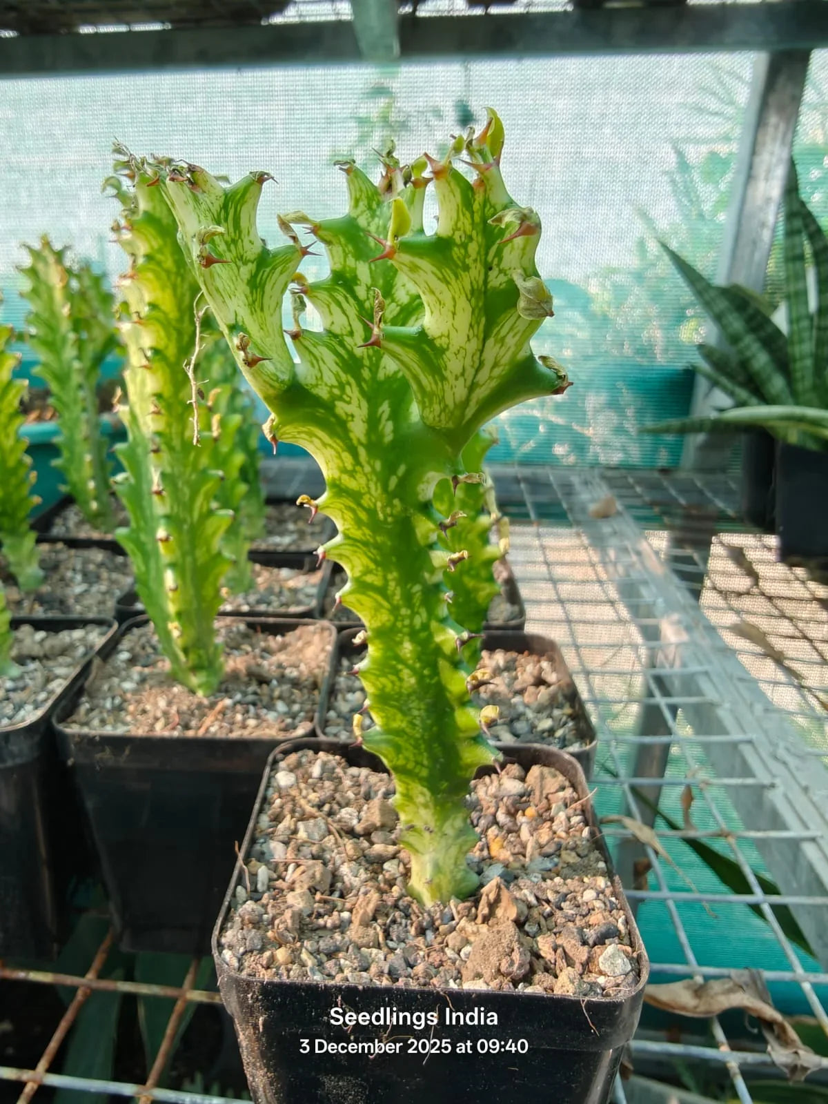 Variegated succulent plant with spiky green leaves in a nursery pot, ideal for collectors.