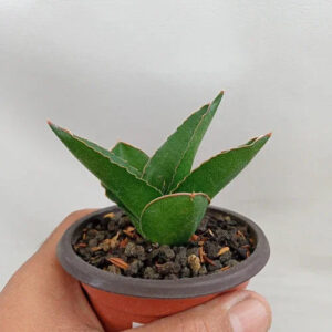 Rare variegated succulent plant in small terracotta pot, ideal for collectors and indoor gardens