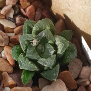 Variegated succulent plant with spiky green leaves nestled in colorful pebbles, ideal for collectors.