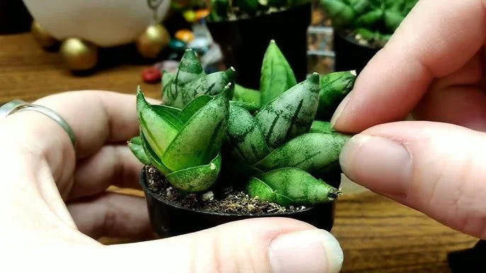 Rare variegated succulent plant in small pot, held gently by hands, showcasing unique green striped leaves