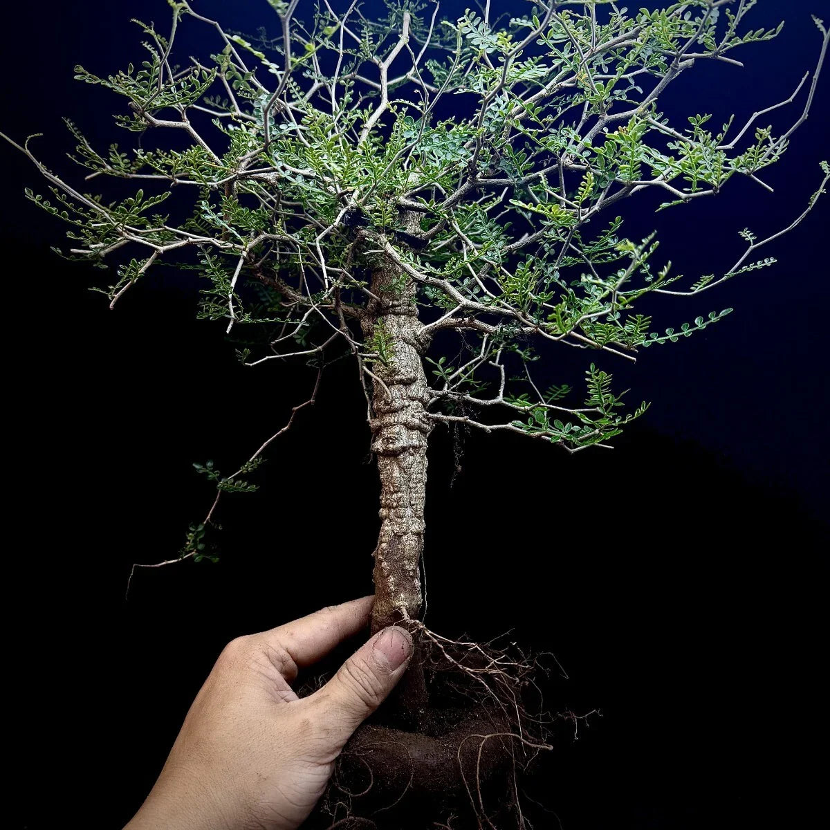 Rare collector plant with intricate branches and exposed roots, ideal for succulent enthusiasts.