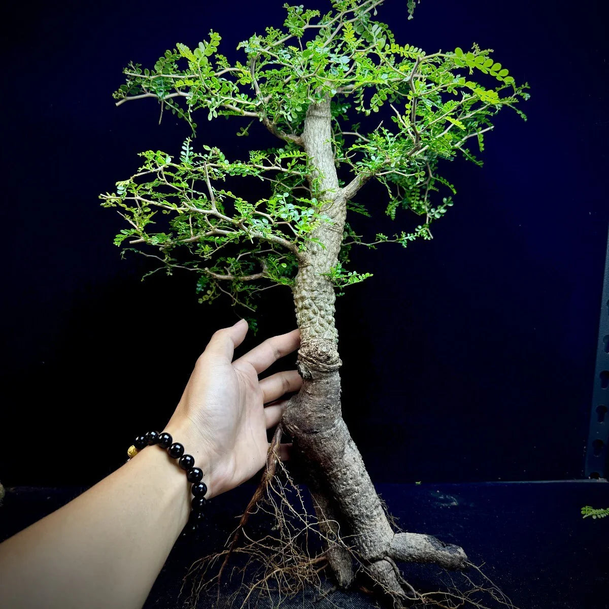 Rare bonsai tree with exposed roots and lush green foliage, ideal for collector plants