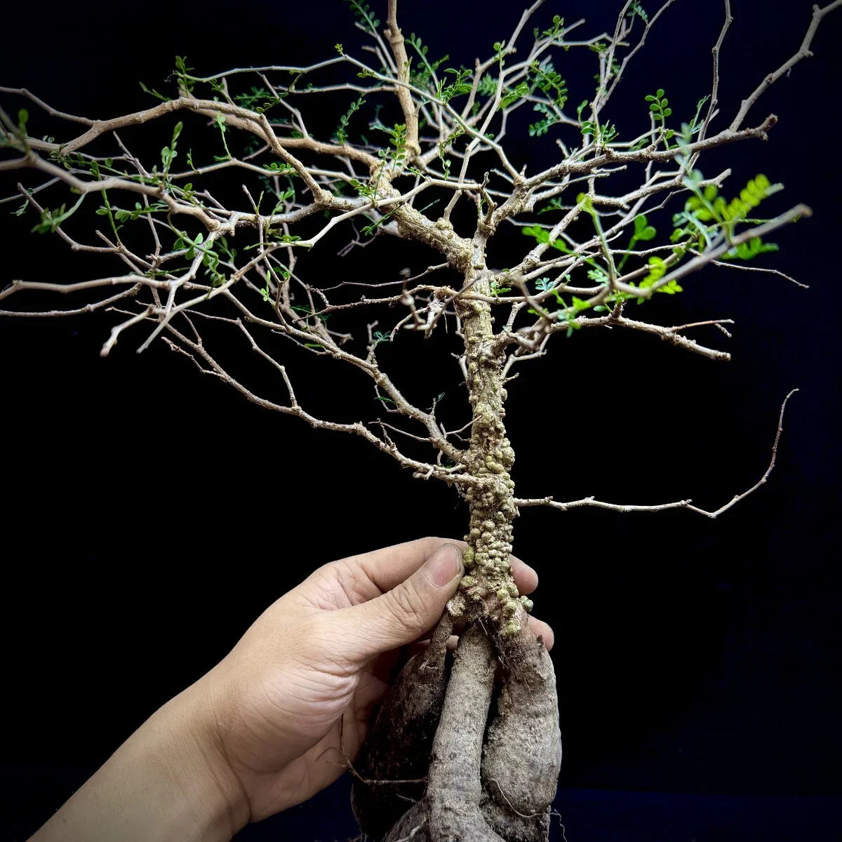 Rare succulent plant with gnarled trunk and delicate green leaves, held against dark background