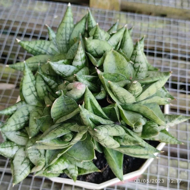 Variegated snake plant with pointed green leaves, ideal for succulent collectors and rare plant enthusiasts.