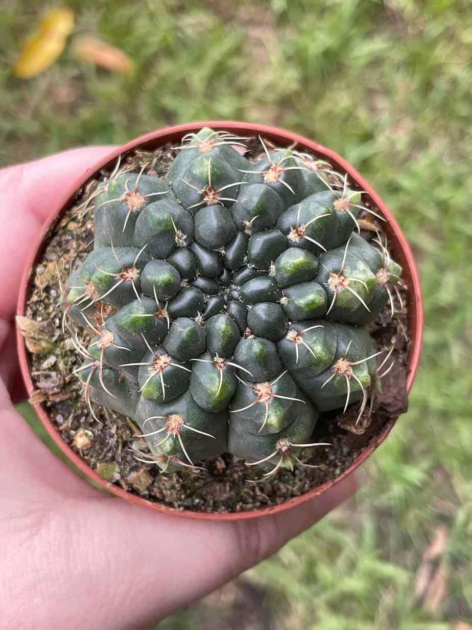 Small green cactus with white spines in terracotta pot, held in hand against grassy background