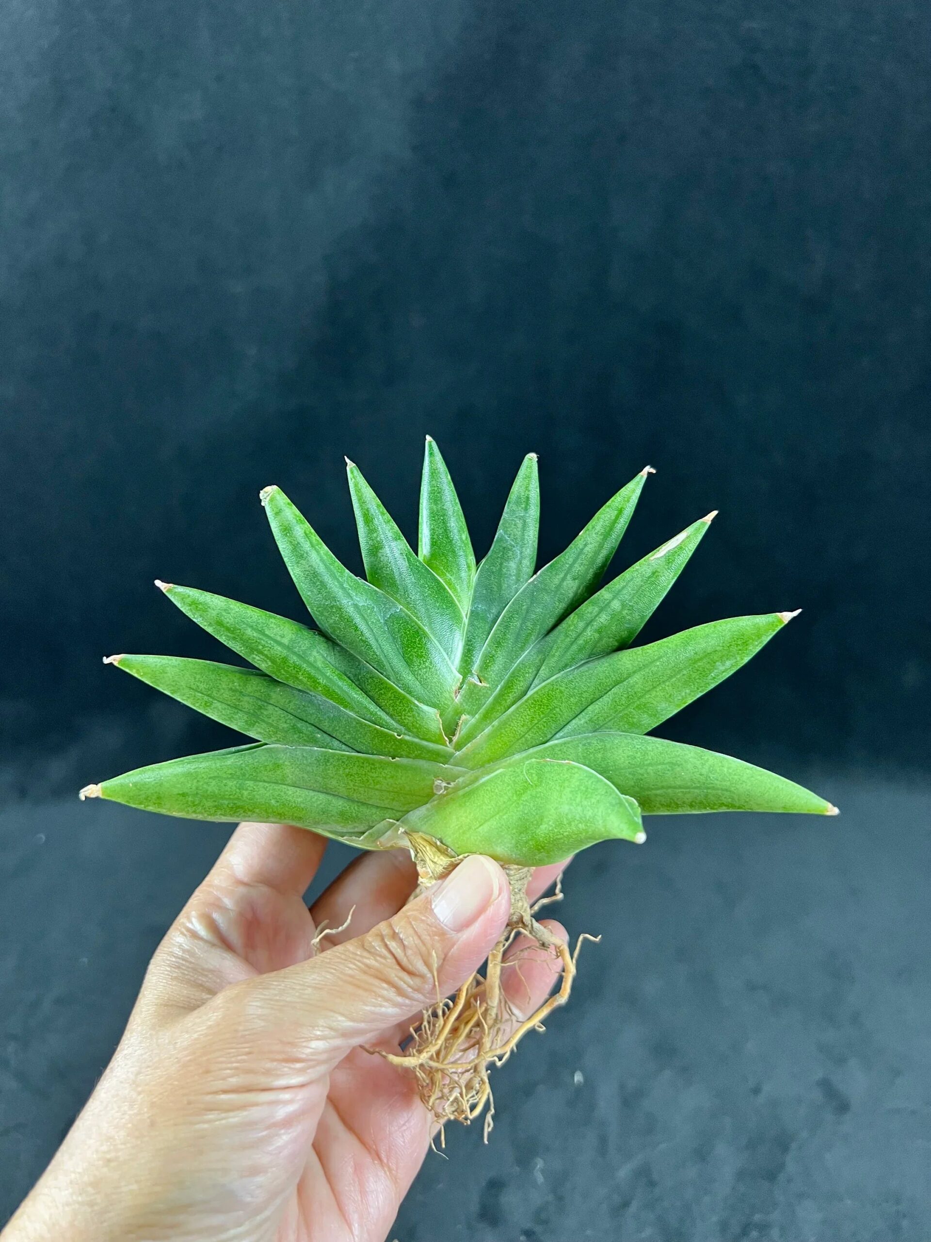 Rare succulent plant with spiky green leaves and exposed roots, ideal for collectors