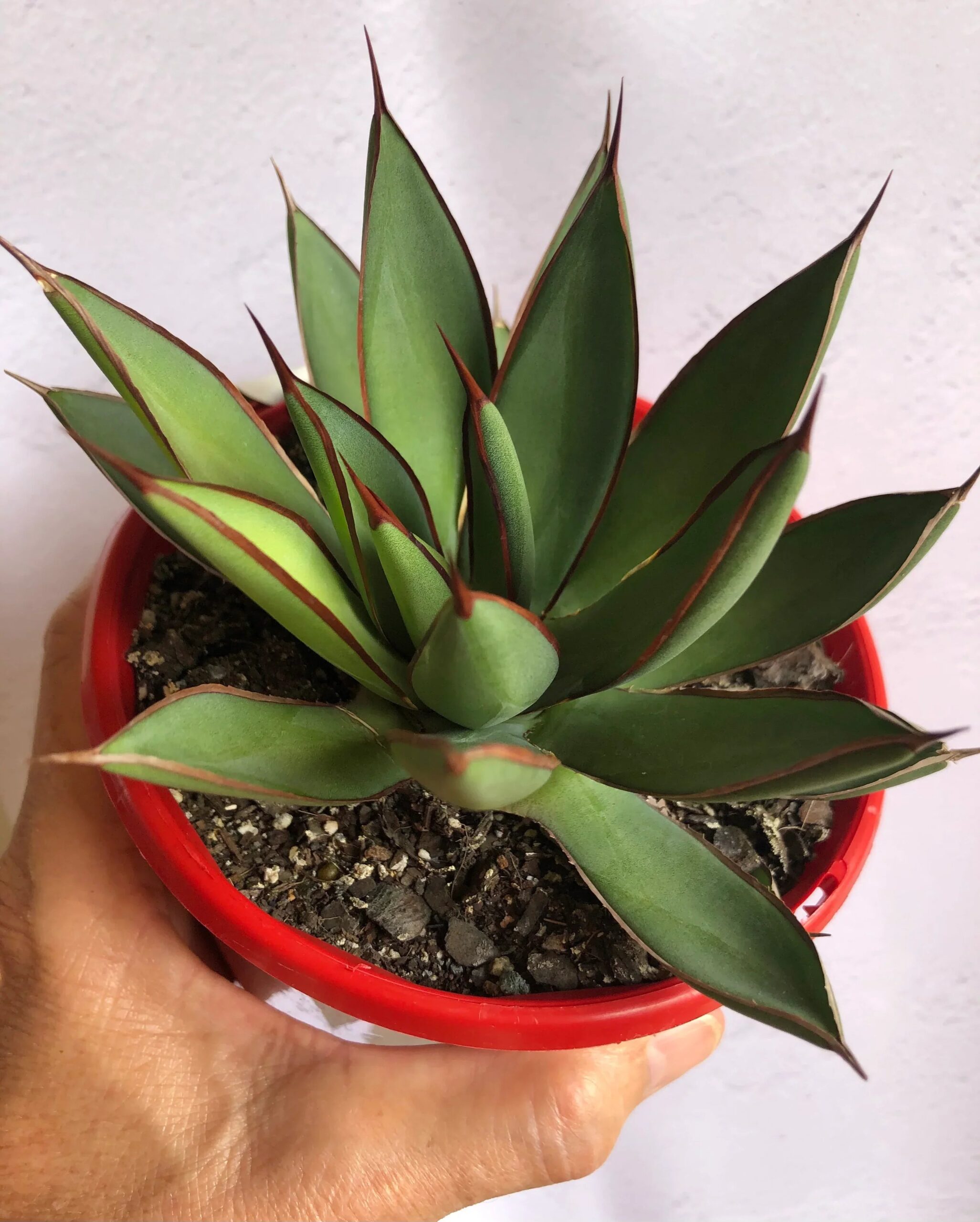 Variegated agave succulent in red pot, ideal for collectors and rare plant enthusiasts