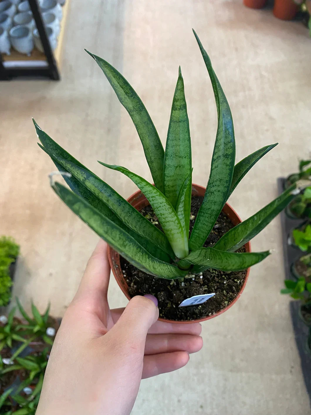 Variegated succulent plant in terracotta pot, ideal for collectors and indoor gardens