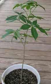 Young variegated succulent plant in white pot on wooden deck, ideal for collectors