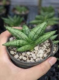 Variegated succulent plant in small pot, held in hand, ideal for collectors and rare plant enthusiasts