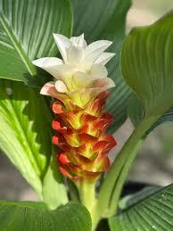 Vibrant red and yellow turmeric flower with lush green leaves, ideal for exotic plant collectors.