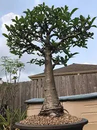 Variegated agave bonsai in outdoor garden setting, perfect for plant collectors