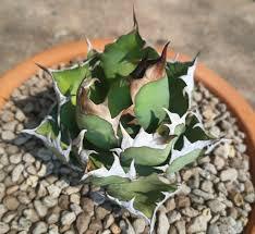 Variegated agave succulent with spiky green leaves in terracotta pot, ideal for collectors