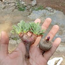 Rare succulent seedlings with variegated leaves held in hand, ideal for collectors and enthusiasts.