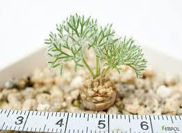 Variegated succulent plant with delicate fronds, measured with ruler for size reference