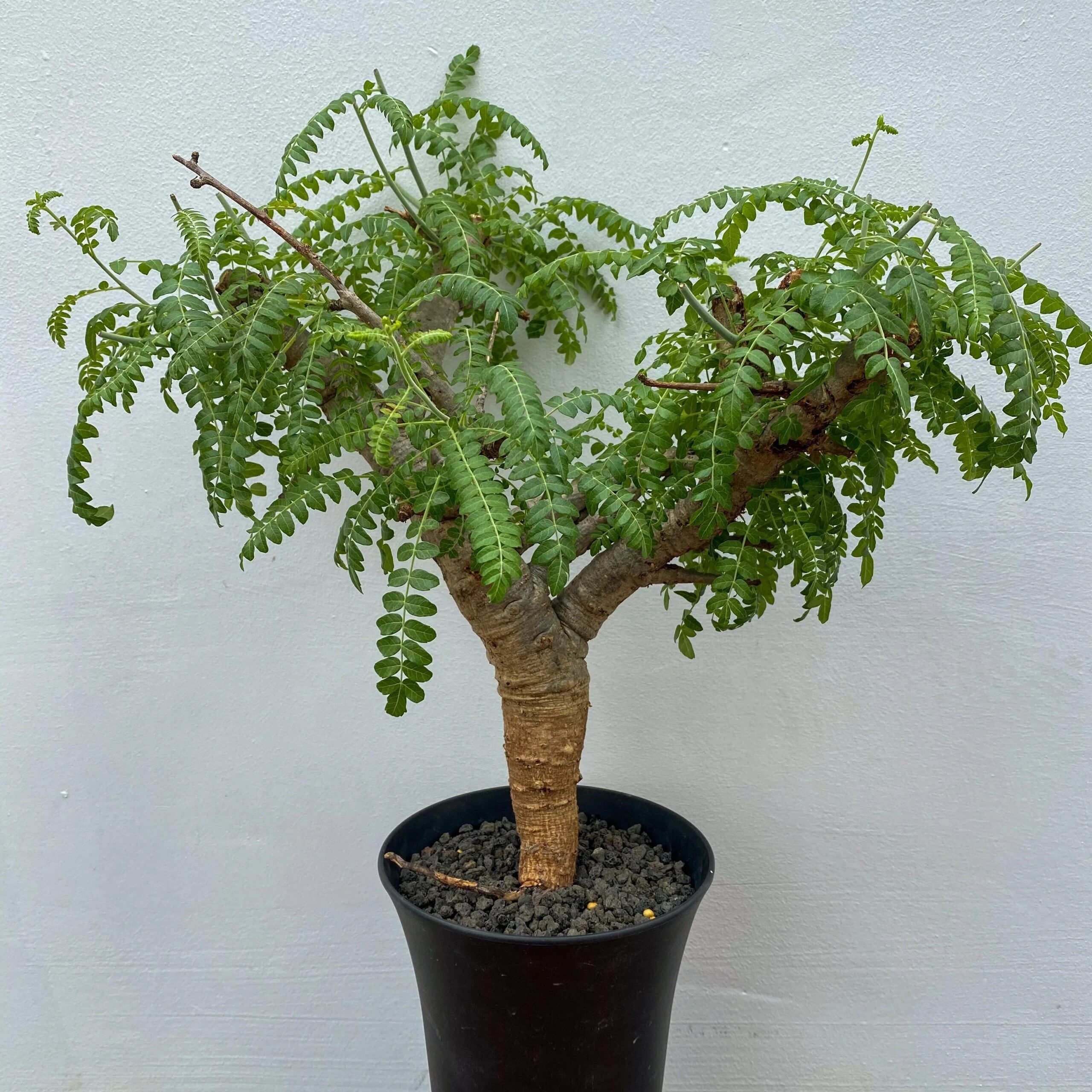 Potted bonsai-style tree with lush green leaves and textured trunk, ideal for indoor plant collectors.