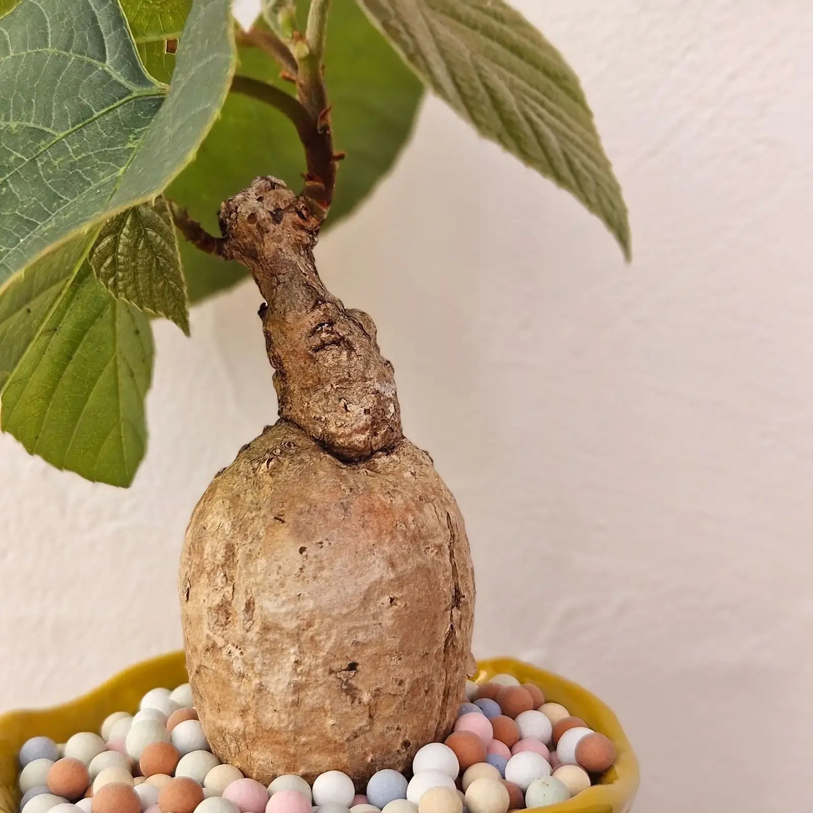 Unique caudex plant with textured trunk and green leaves in colorful pebble pot