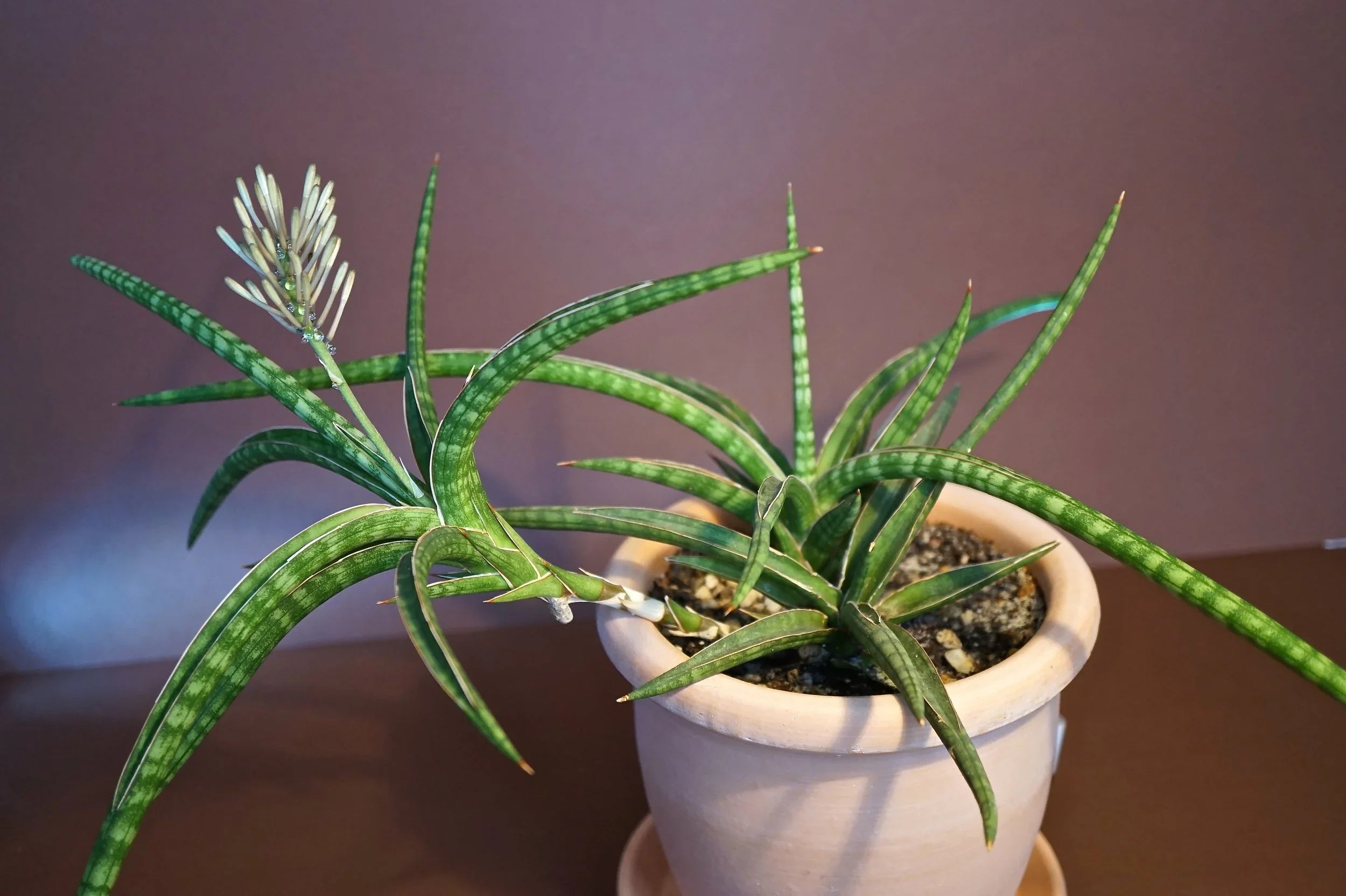 Variegated succulent plant with striped green leaves and flower spike in terracotta pot