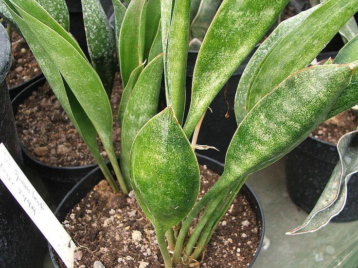 Variegated succulent plant with green leaves in black pot, ideal for collectors